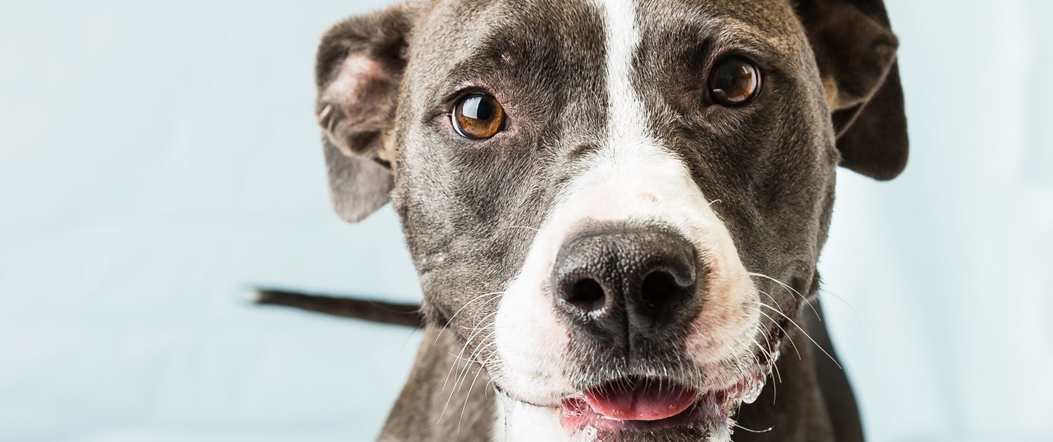 grey and white dog