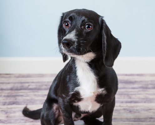 black and white puppy sits on the floor