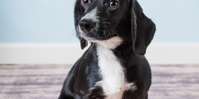 black and white puppy sits on the floor