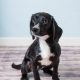 black and white puppy sits on the floor