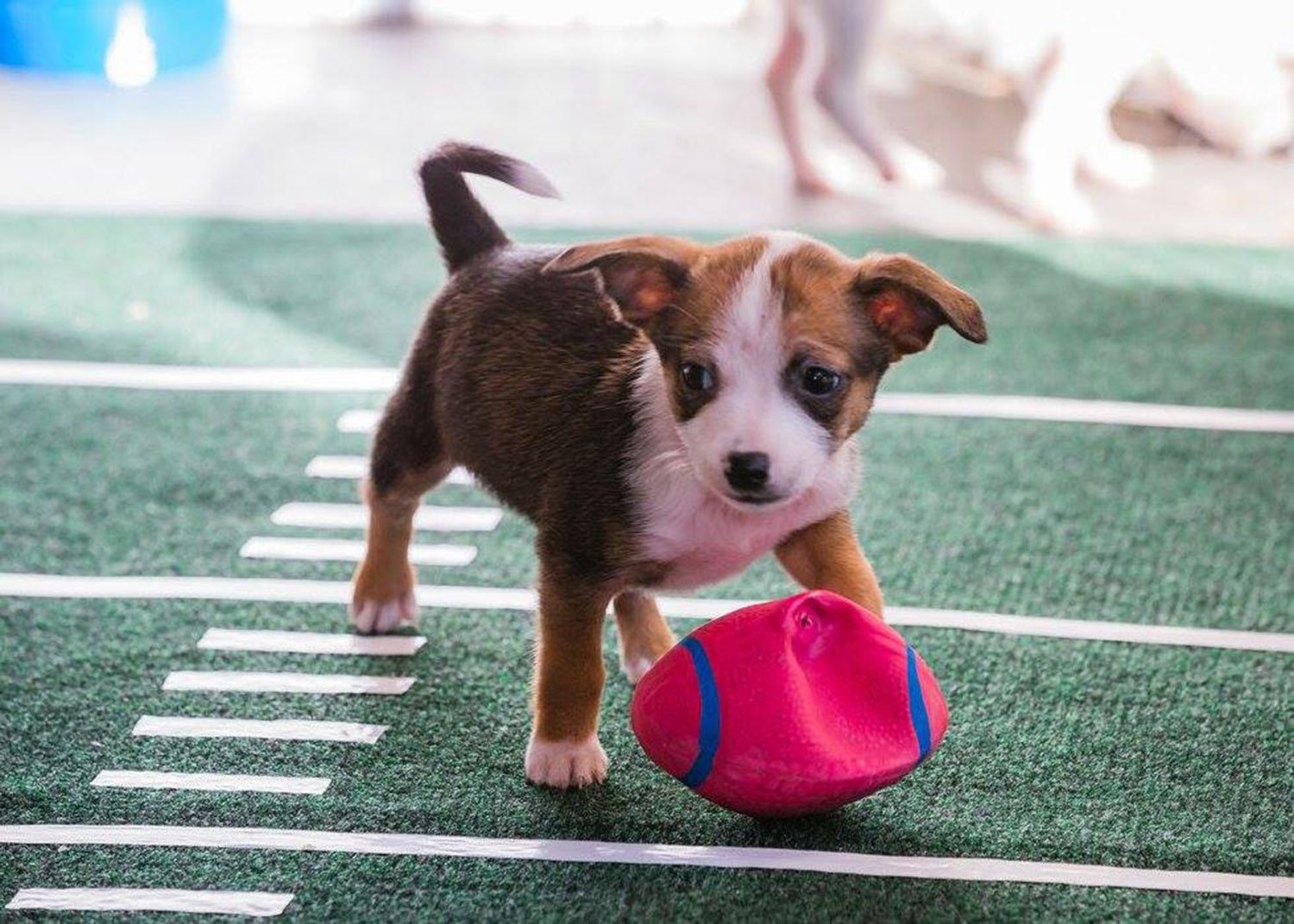puppy bowl 2017 date and time puppy bowl ii blue ridge humane society puppy bowl 2017 date and time puppy bowl ii blue ridge humane society