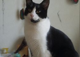 Ivan - adopted cat