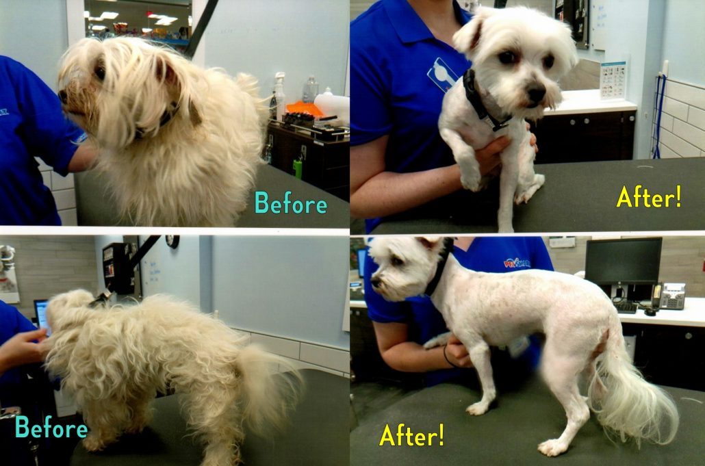 Petsmart clearance pet grooming