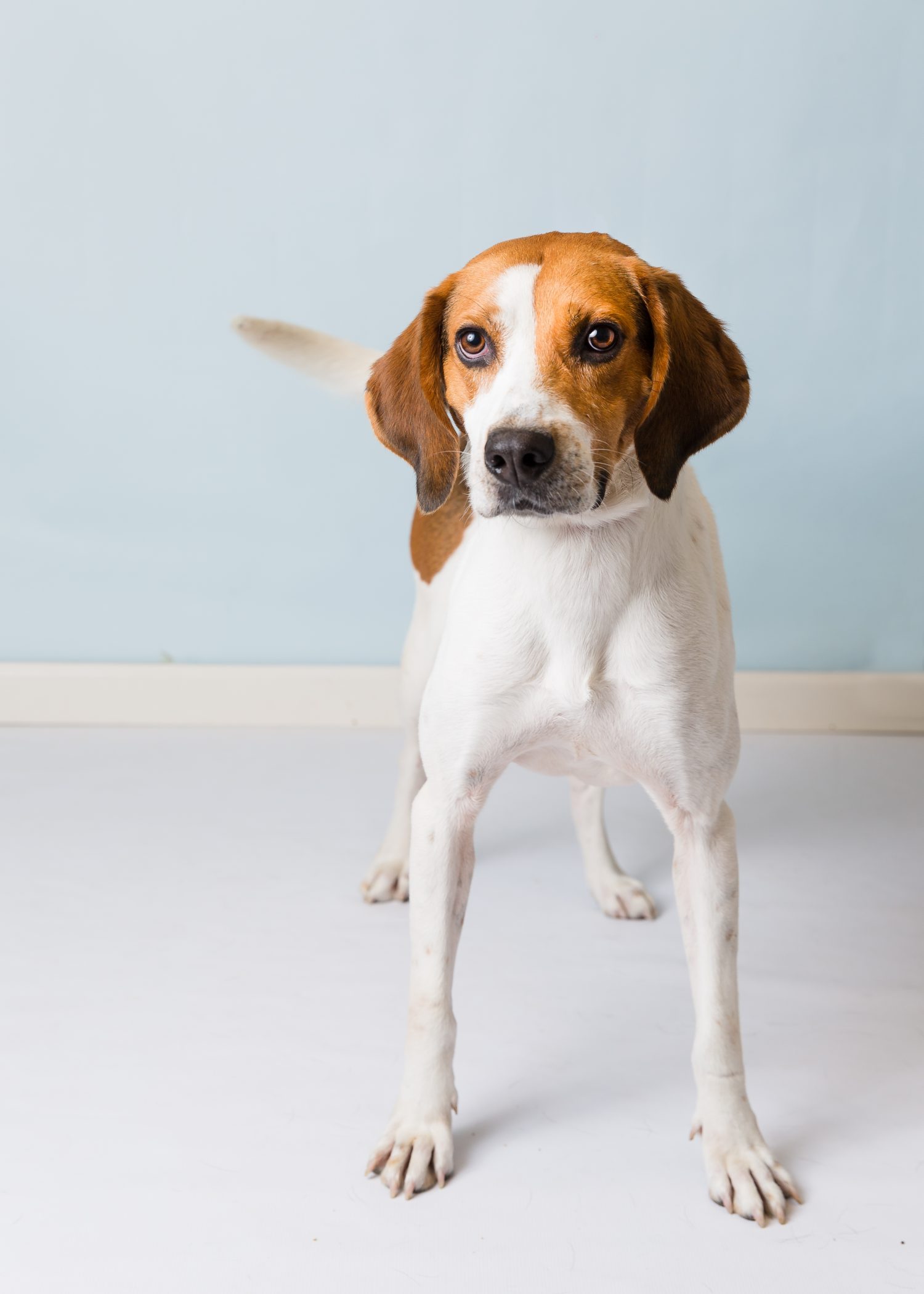 Animal Surrender | Blue Ridge Humane Society | Hendersonville, NC Animal Surrender | Blue Ridge Humane Society | Hendersonville, NC