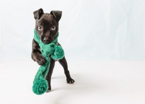 a black puppy with a green scarf around it's neck.