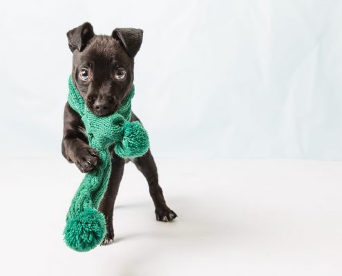 a black puppy with a green scarf around it's neck.