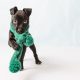 a black puppy with a green scarf around it's neck.