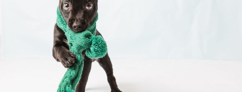 a black puppy with a green scarf around it's neck.