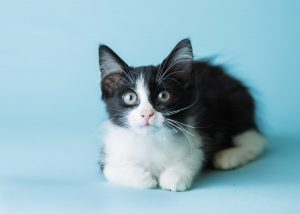 Porch kitty 3-3