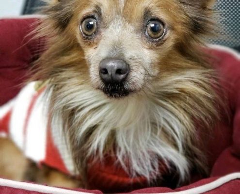 Small fluffy brown and white dog