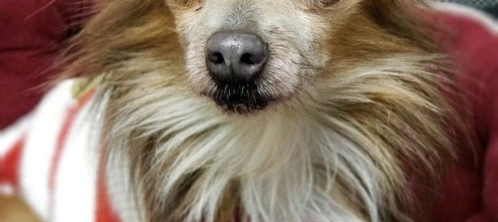 Small fluffy brown and white dog