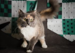 Grey and white fluffy cat