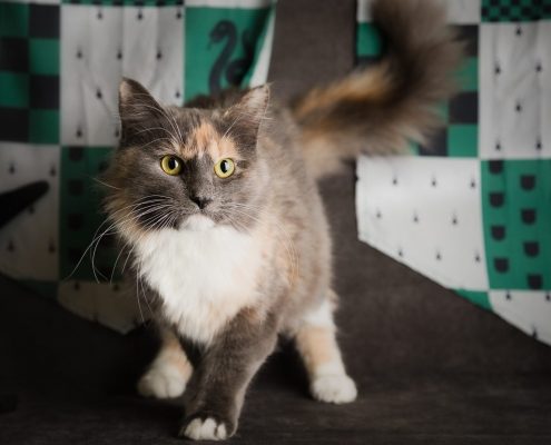 Grey and white fluffy cat