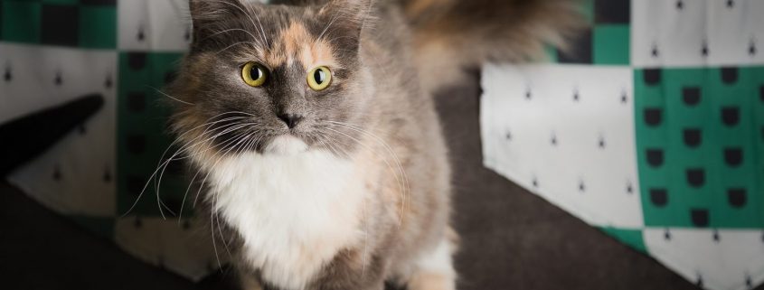 Grey and white fluffy cat