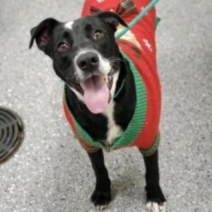 Black and white short haired dog wearing a sweater