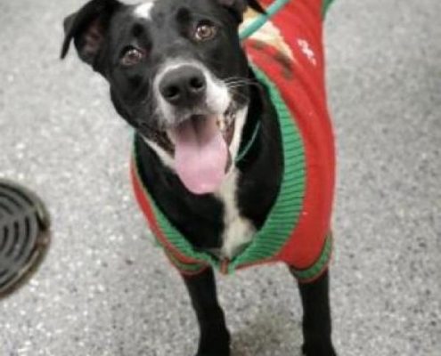 Black and white short haired dog wearing a sweater