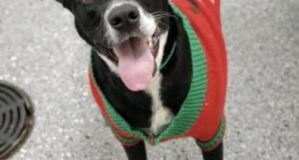 Black and white short haired dog wearing a sweater