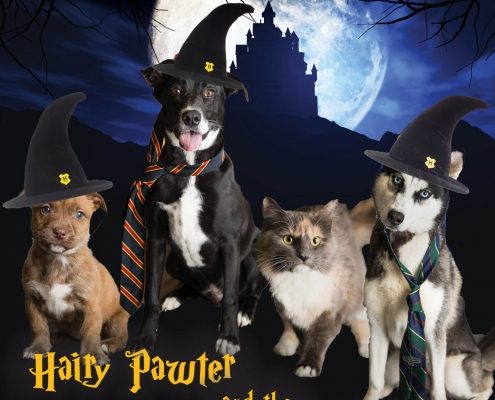 Cats and dogs dressed in Harry Potter theme promoting reduced adoption rates