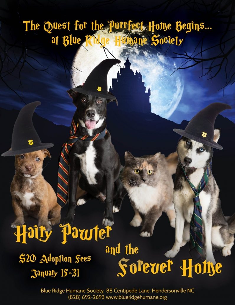 Cats and dogs dressed in Harry Potter theme promoting reduced adoption rates