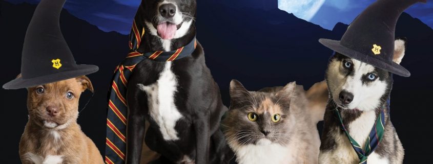 Cats and dogs dressed in Harry Potter theme promoting reduced adoption rates