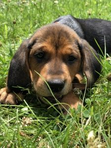 brown and black puppy lays in grass