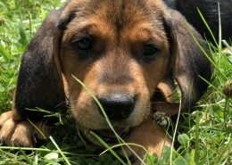 brown and black puppy lays in grass
