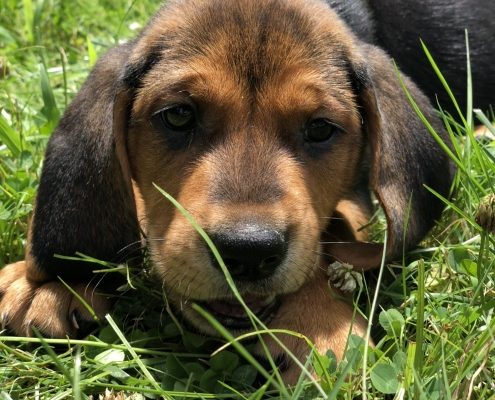 brown and black puppy lays in grass