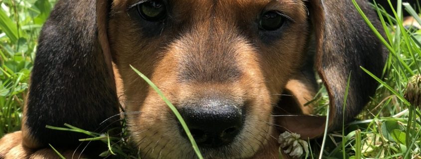 brown and black puppy lays in grass