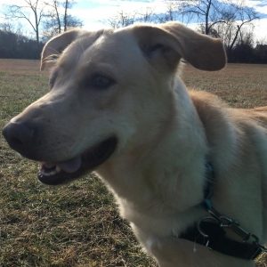 Blonde and white short haired dog outside with grass and blue skies in the background