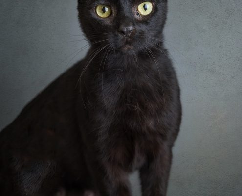 black short haired cat sitting up