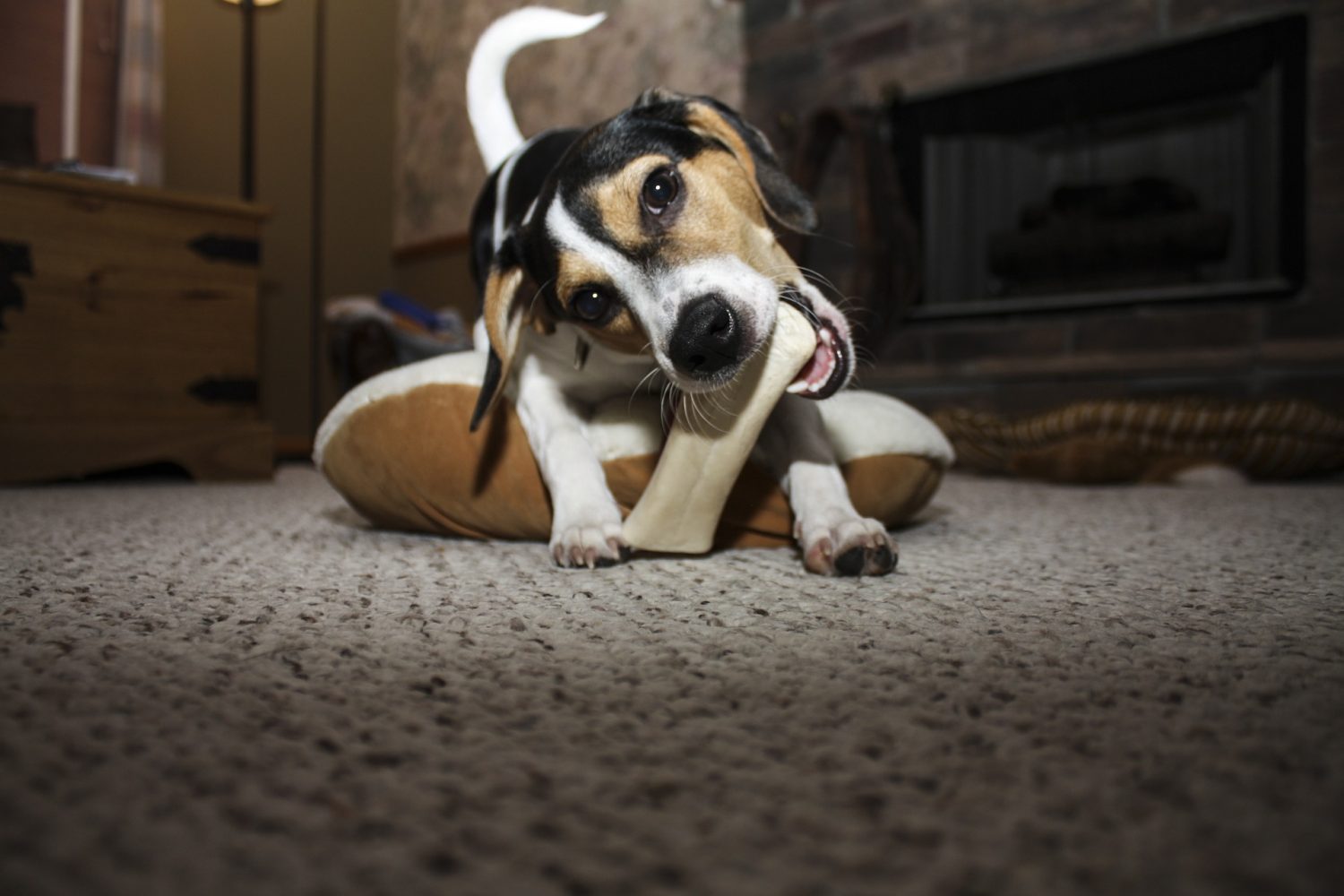 himalayan dog chew too hard