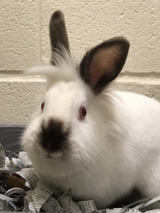 White bunny with grey nose and ears