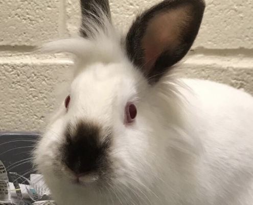 White bunny with grey nose and ears