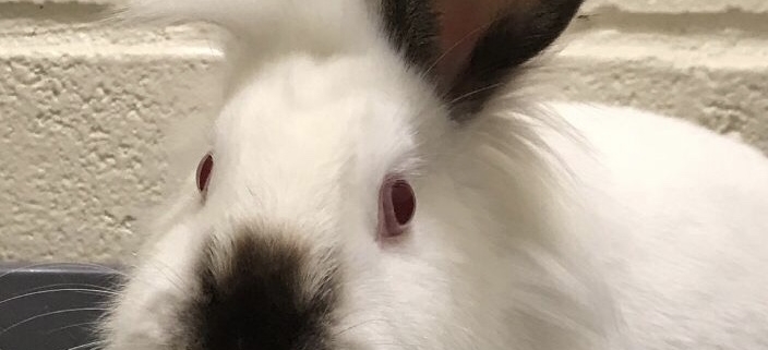 White bunny with grey nose and ears
