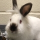 White bunny with grey nose and ears