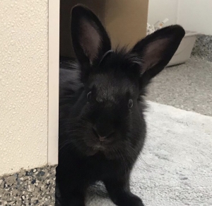Black bunny peering around a corner