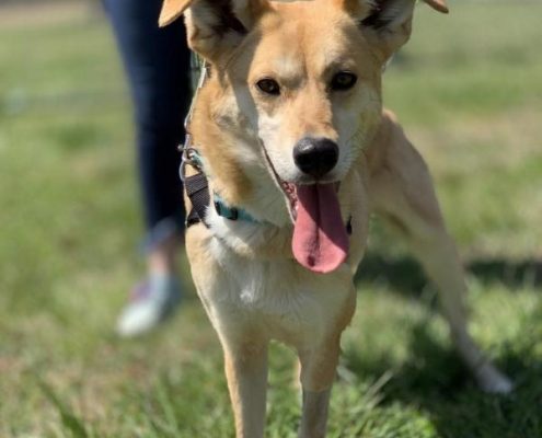 light brown short haired dog with tongue out