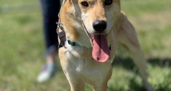 light brown short haired dog with tongue out