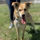 light brown short haired dog with tongue out