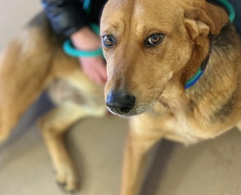 brown, short-haired dog laying on the ground being petted by a person in the background