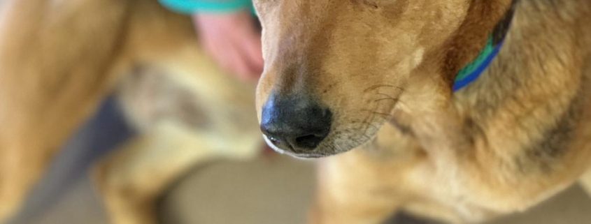 brown, short-haired dog laying on the ground being petted by a person in the background