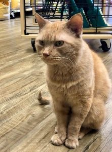 Orange and white cat sitting on hardwood floor