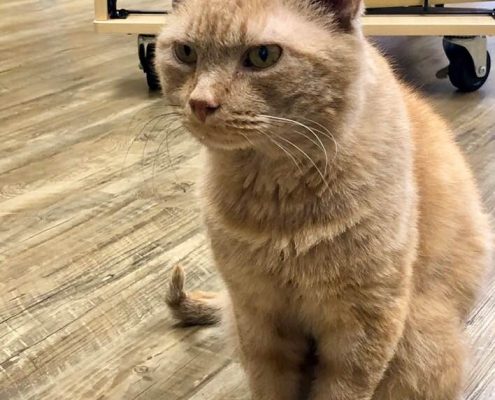 Orange and white cat sitting on hardwood floor