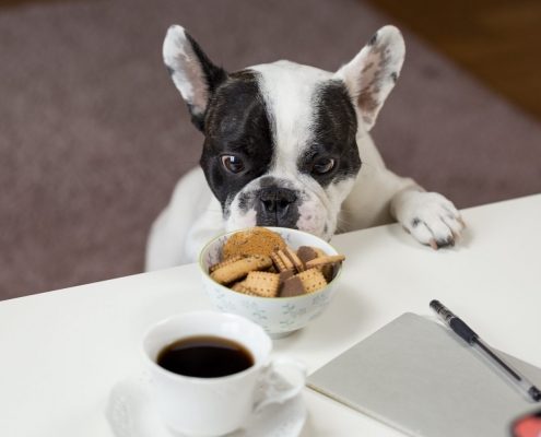 A black and white bulldog sniffs at treats on a table