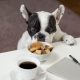 A black and white bulldog sniffs at treats on a table