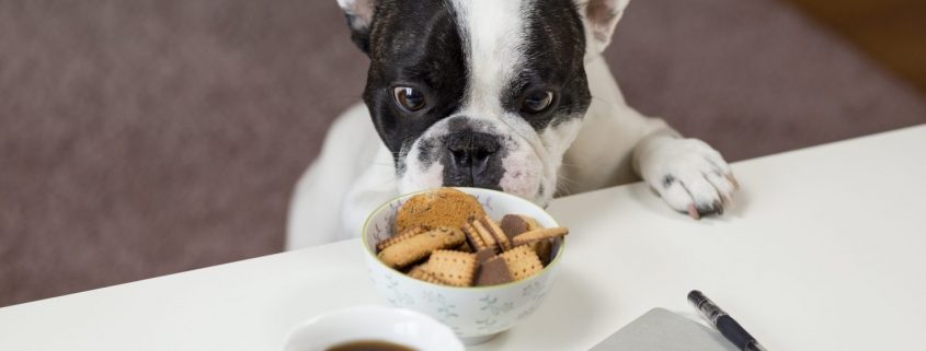 A black and white bulldog sniffs at treats on a table