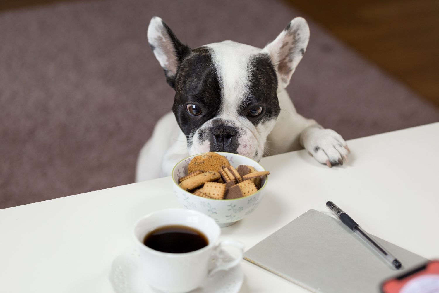 French bulldog hotsell snacks