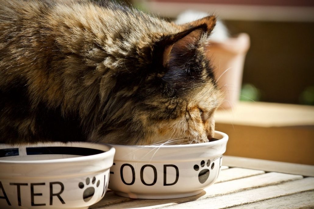 slow feeder cat wet food