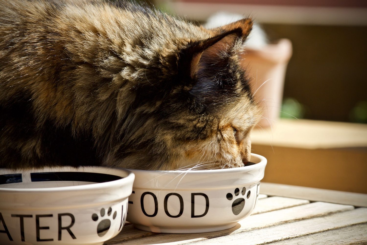 cat wet food slow feeder