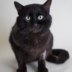 Large black cat sitting looking at camera